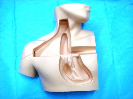 【中心静脈カテーテル挿入】CVC挿入シミュレータⅡ（ボディーのみ）