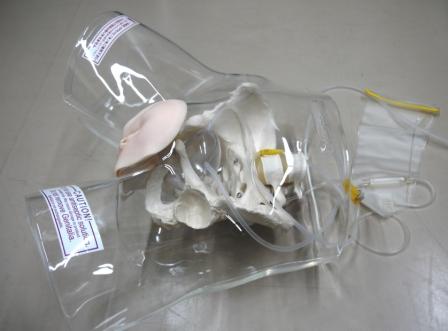 【導尿】透明女性導尿模型