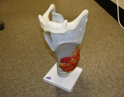 【人体模型】喉頭　２．５倍大デモ用モデル