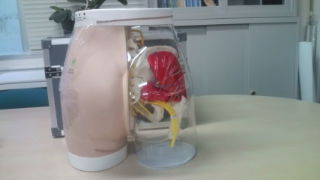 【採血・輸液・注射】殿筋注射説明模型