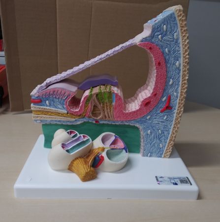 【耳鼻科領域】コルチ器官モデル