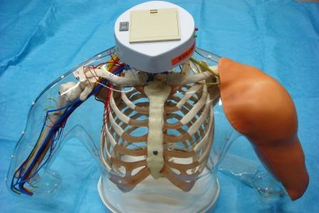 【採血・輸液・注射】上腕部筋肉注射説明模型