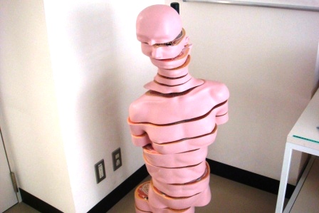 【人体模型】ディスクトルソー１５横断モデル