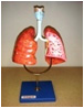 【人体模型】呼吸器模型