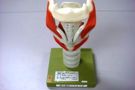 【人体模型】咽頭声帯模型