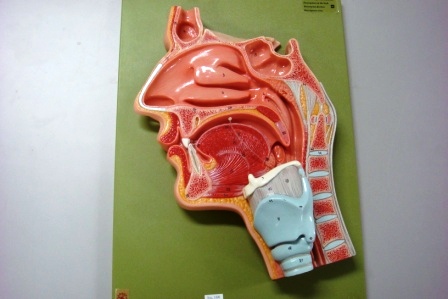 【人体模型】鼻腔・喉頭断面模型