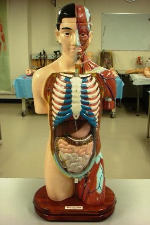 【人体模型】人体解剖模型