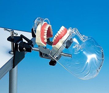 【歯科領域】口腔外科用顎モデル一式　シンプルマネキンⅡ