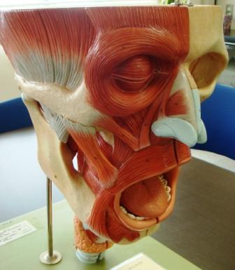 【耳鼻科領域】鼻腔咽頭模型